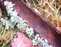 17204108_1408724155868404_1494610533_n